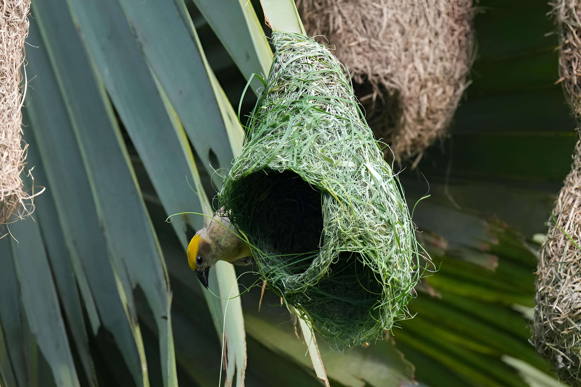 Male Baya Weaver weaving grass to construct a nest.