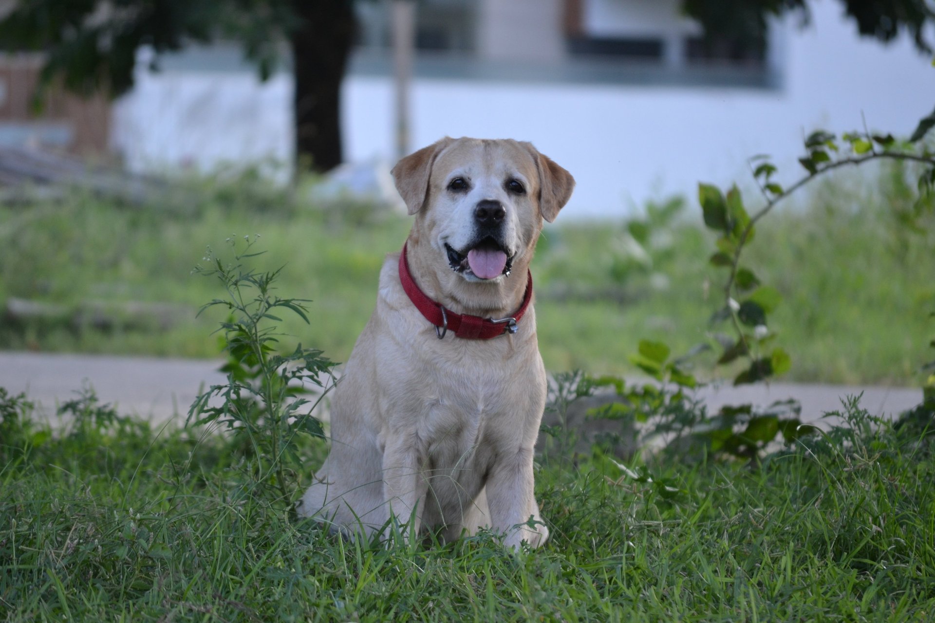 Dog Boarding, Dog Boarding near me, Pet Boarding, Pet Boarding near me, Dog Care, Happy Pettings