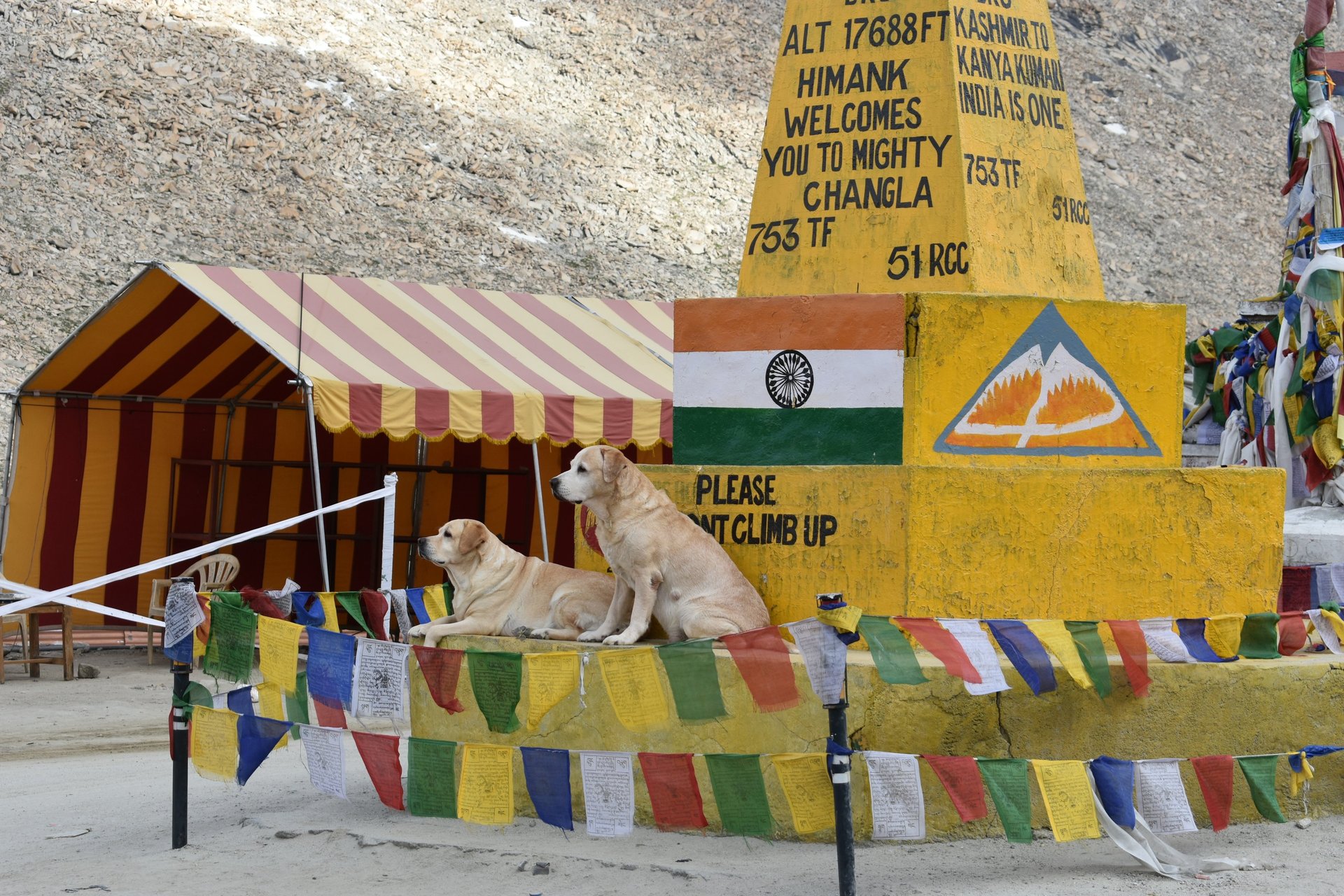 Dog Boarding, Dog Boarding near me, Pet Boarding, Pet Boarding near me, Dog Care, Happy Pettings