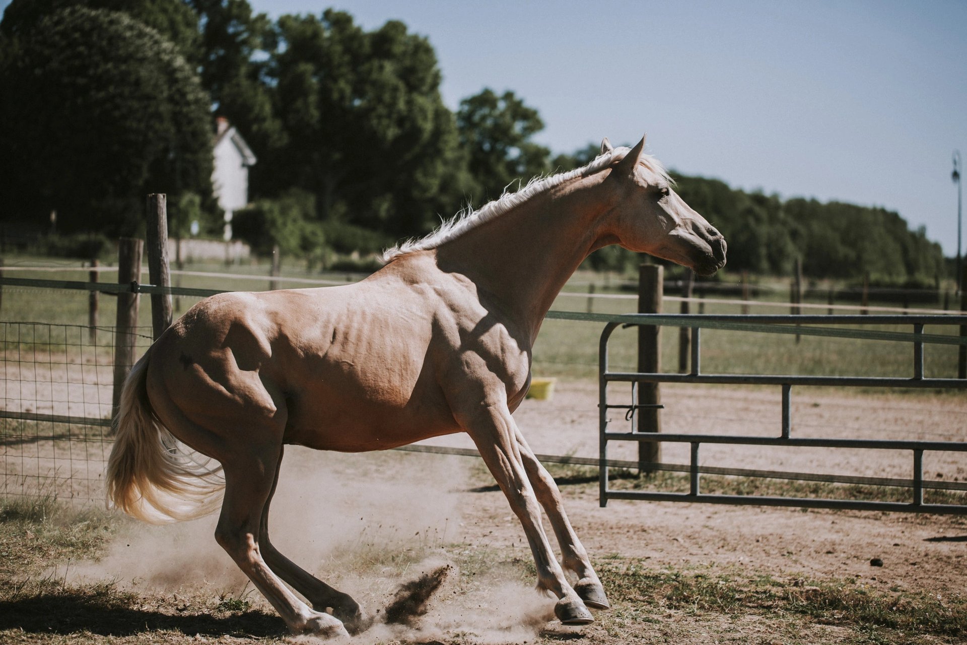 Cheval anxieux peur stress