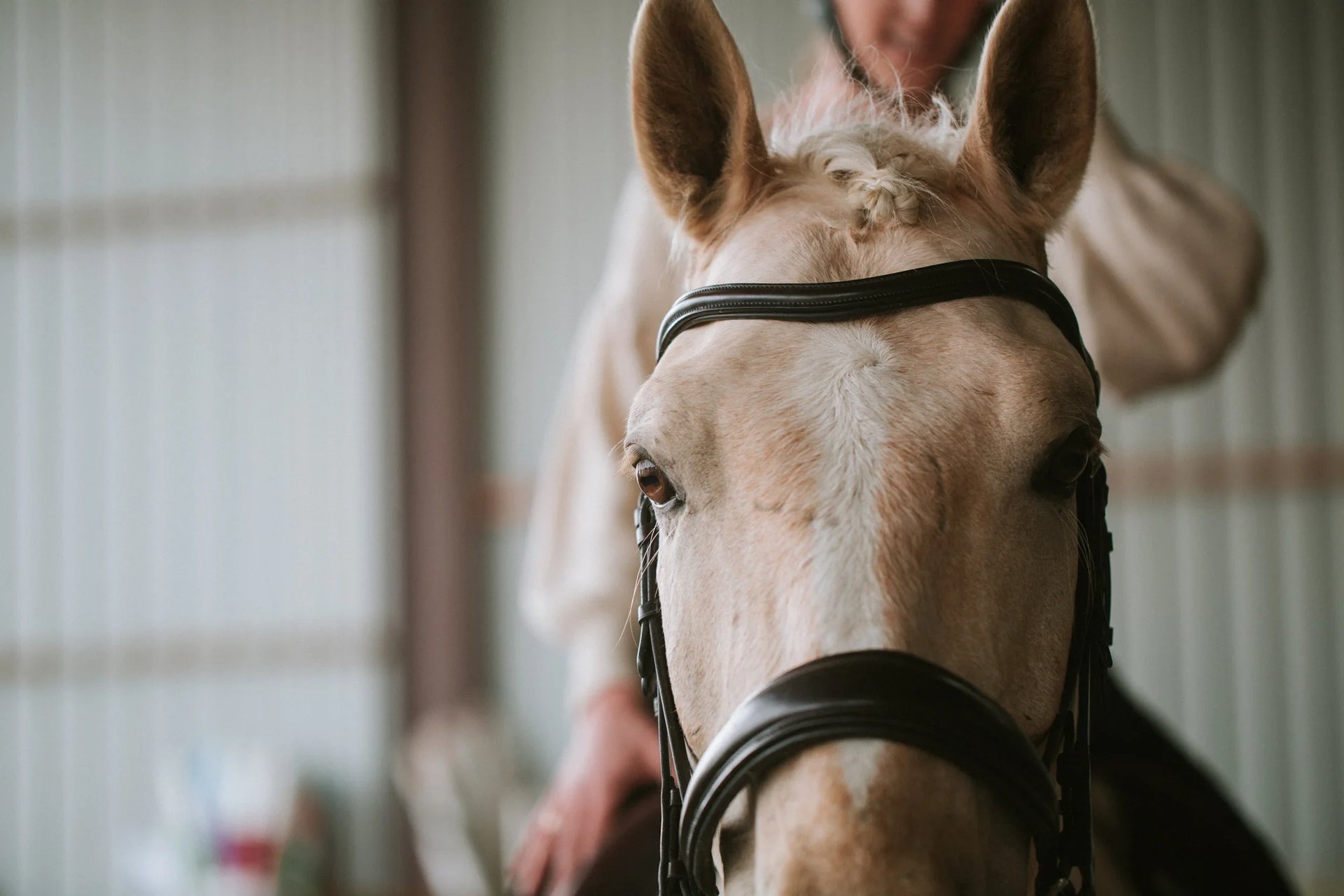 portrait d'un cheval palomino dans un manege