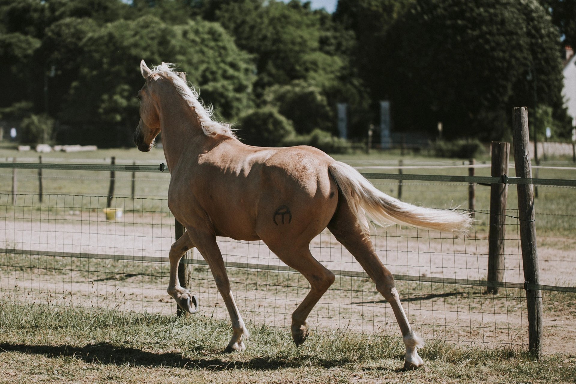 cheval palomino au trot en liberte