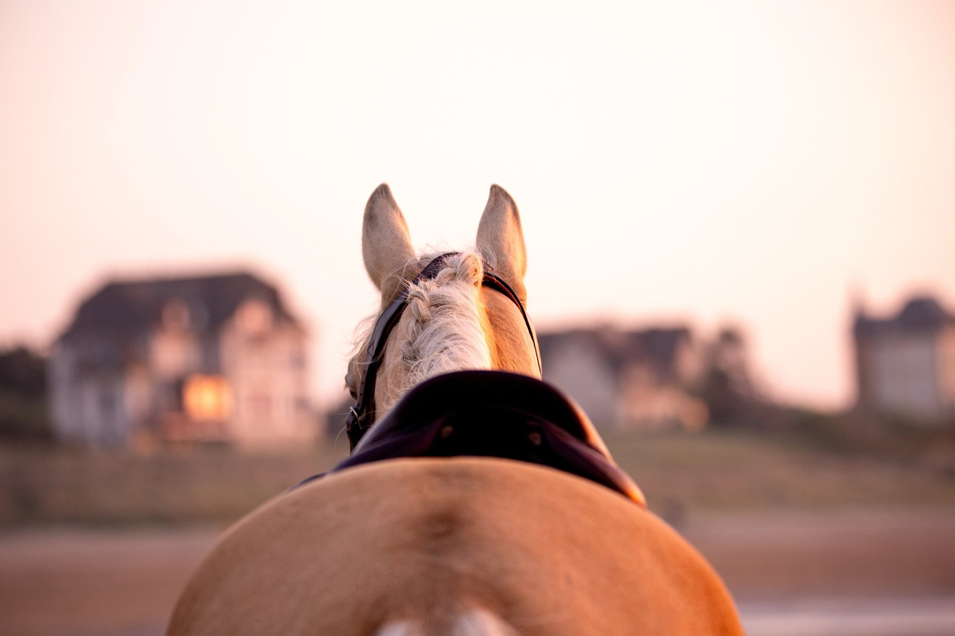 cheval palomino a la plage