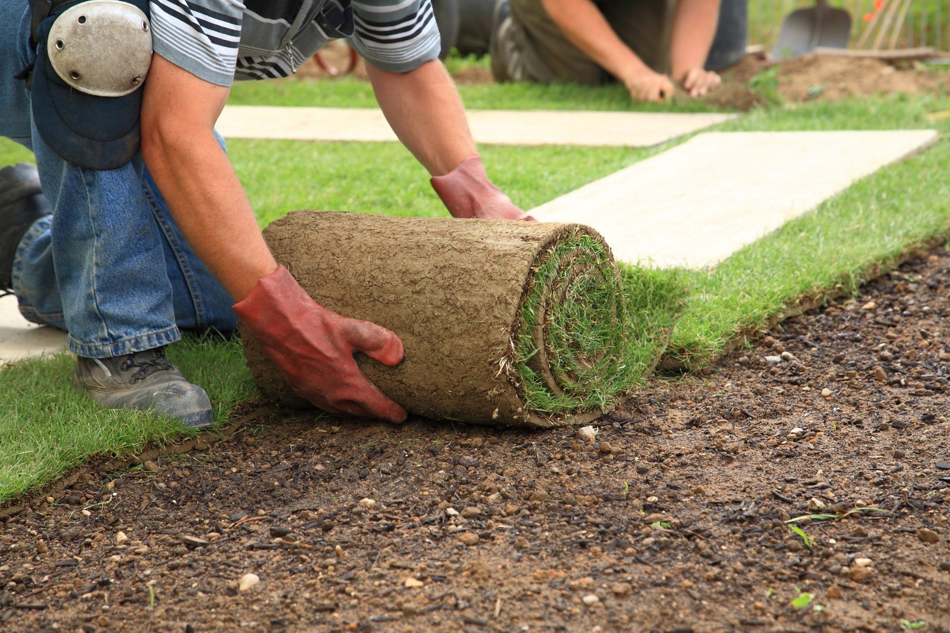 Professional landscaper installing fresh sod rolls on a prepared dirt lawn for backyard landscaping.