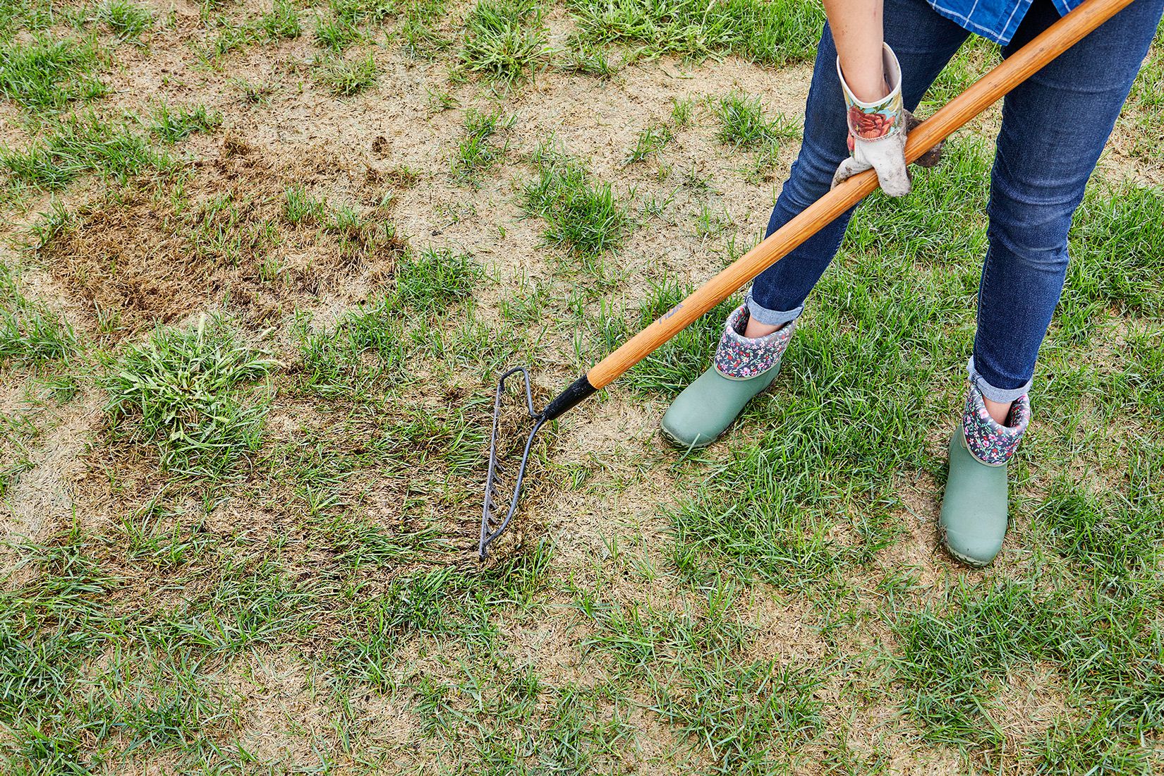 A gardener uses a metal rake to remove dead grass and thatch from a patchy lawn for lawn restoration.