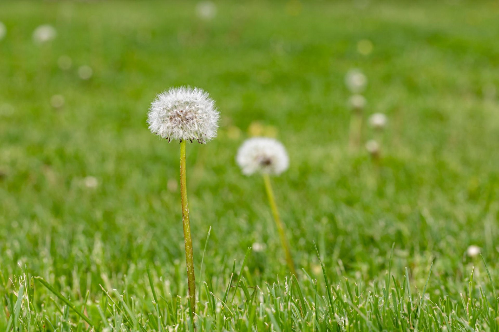 White dandelion seed head fluff standing in a lush green grass field during springtime.