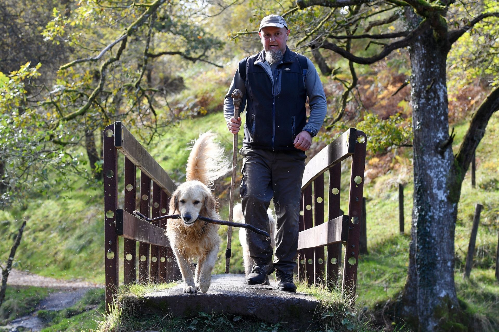 A man hiking with his golden retriever carrying a stick across a wooden bridge in a sunny forest.