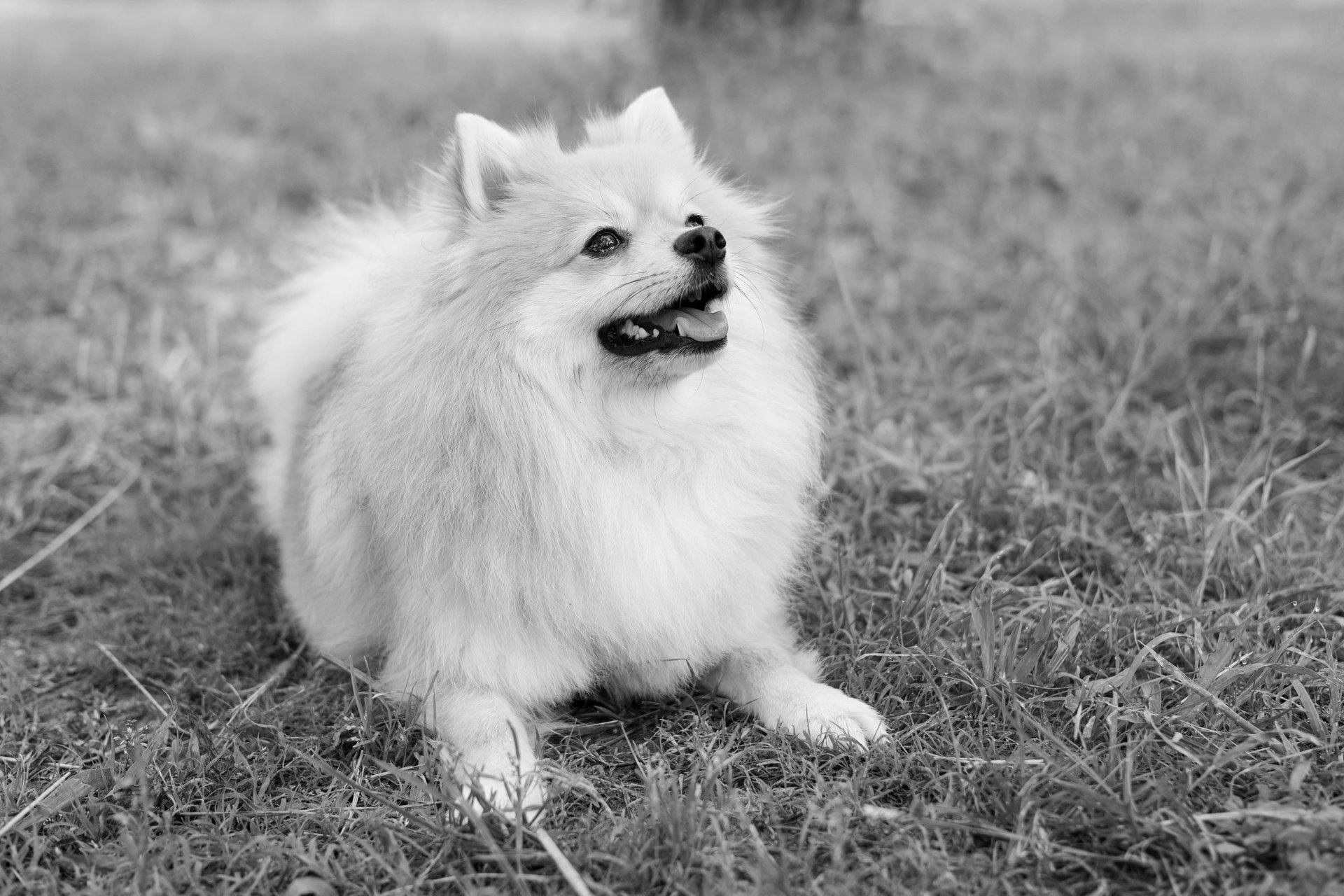 Sessió de fotos de mascotes a Girona amb un gos en un entorn natural exterior