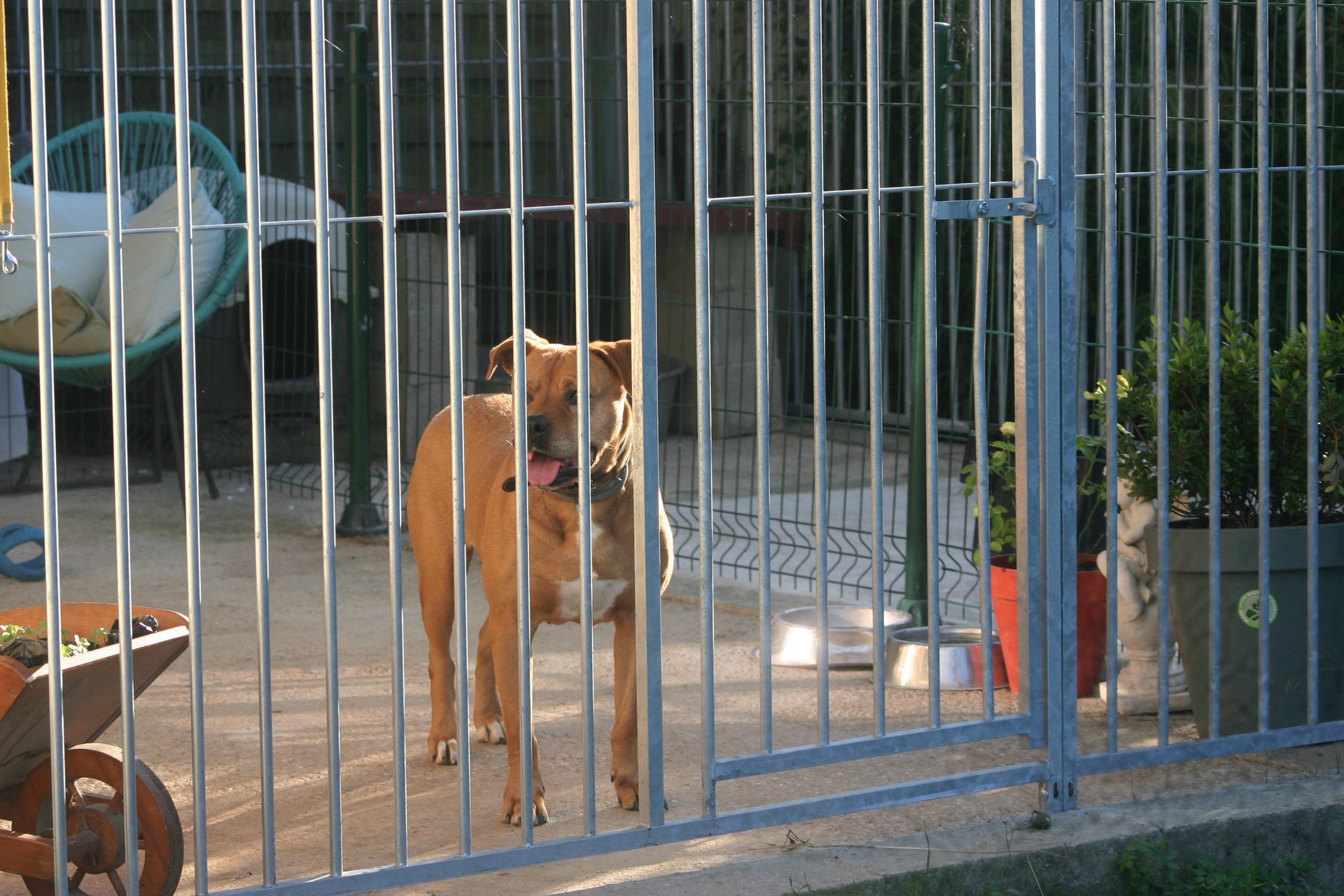 a dog is standing in front of a fenced in area