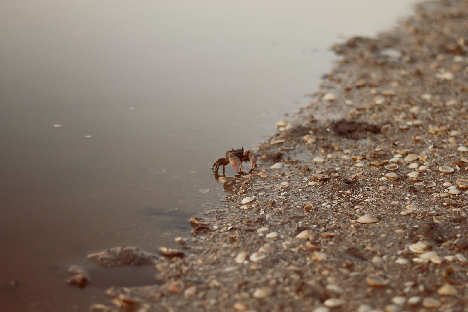fotografia de albúfera y cangrejo. Mar chiquita