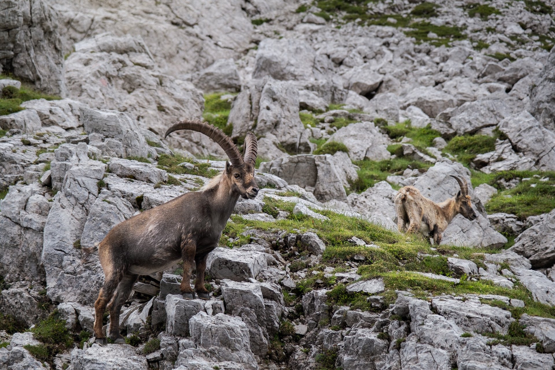 Coppia di stambecchi maschio e femmina in ambiente roccioso