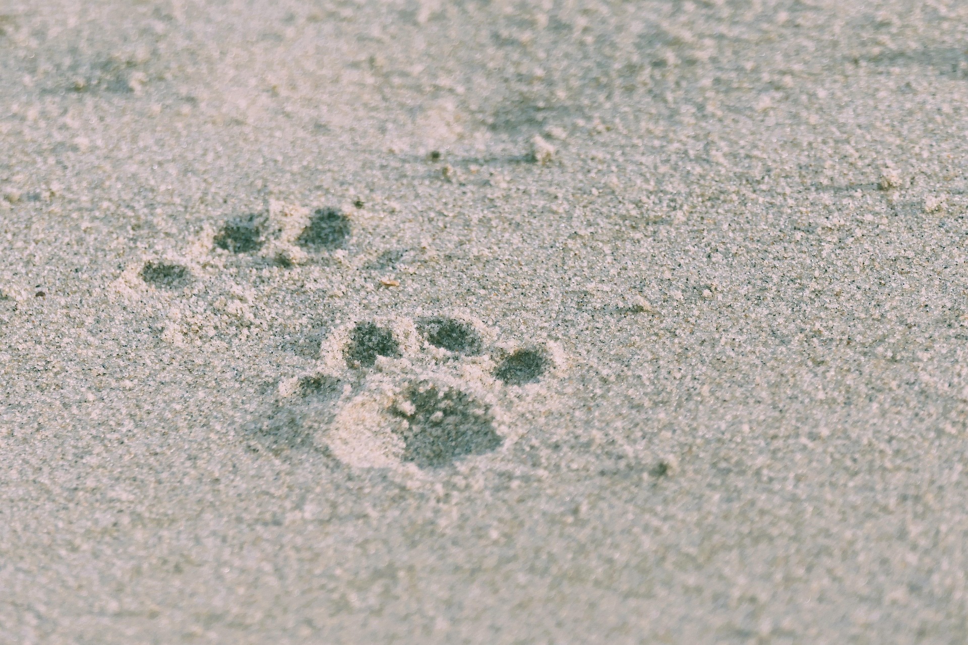 Cat paw prints in the sand at the beach.