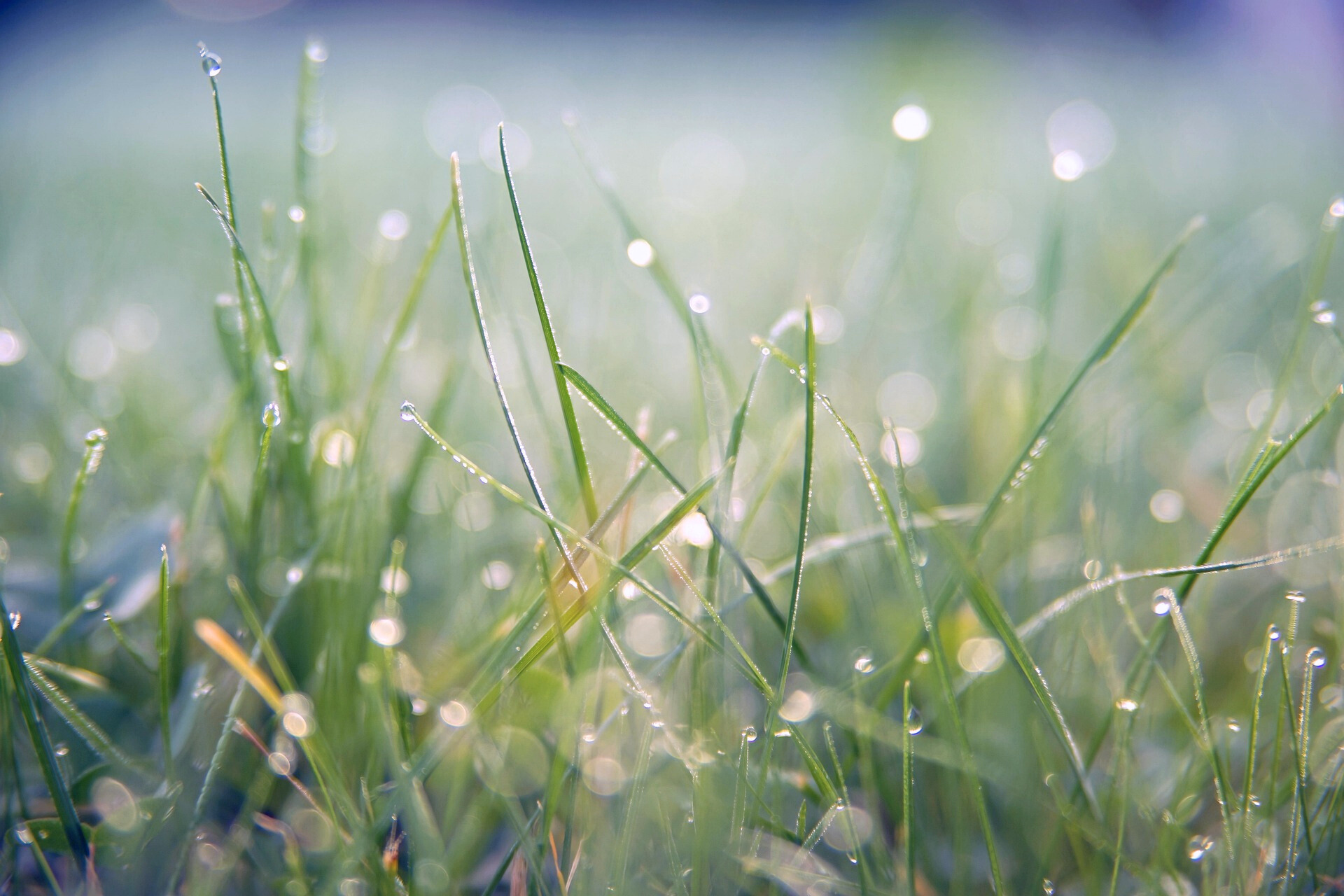 Herbe fraiche au matin