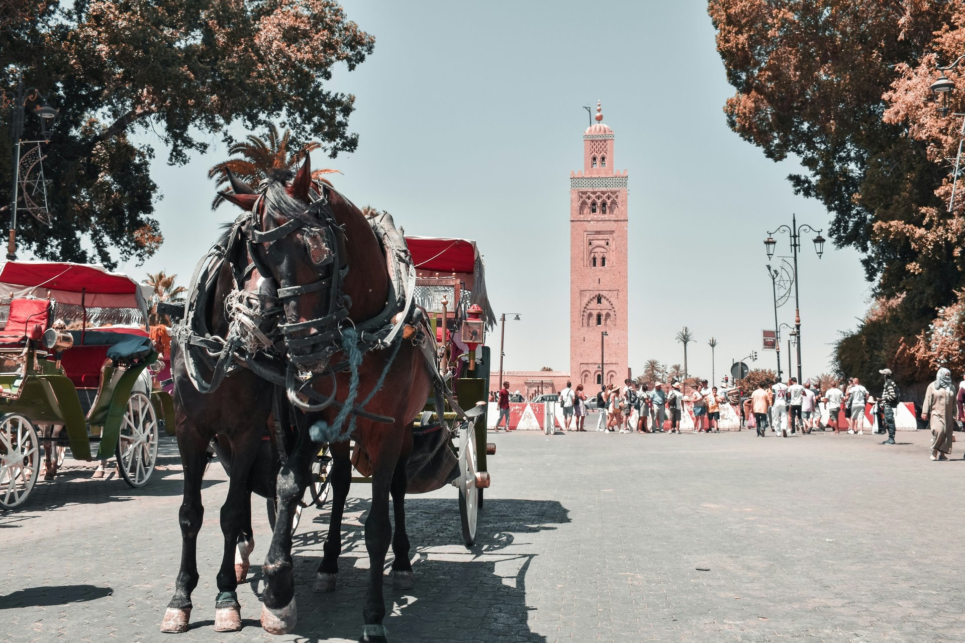 Horse carriage in Marrakech with Koutoubia Mosque in the background