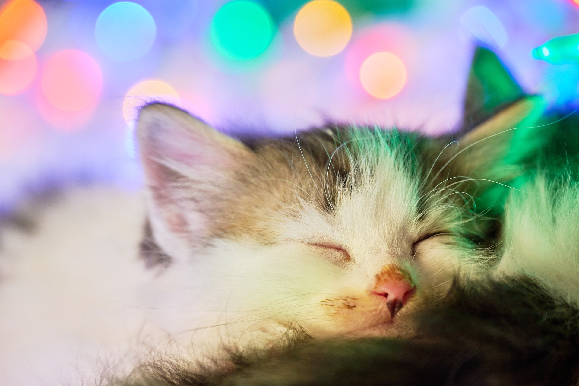 a cat sleeping on a blanket with a christmas light in the background