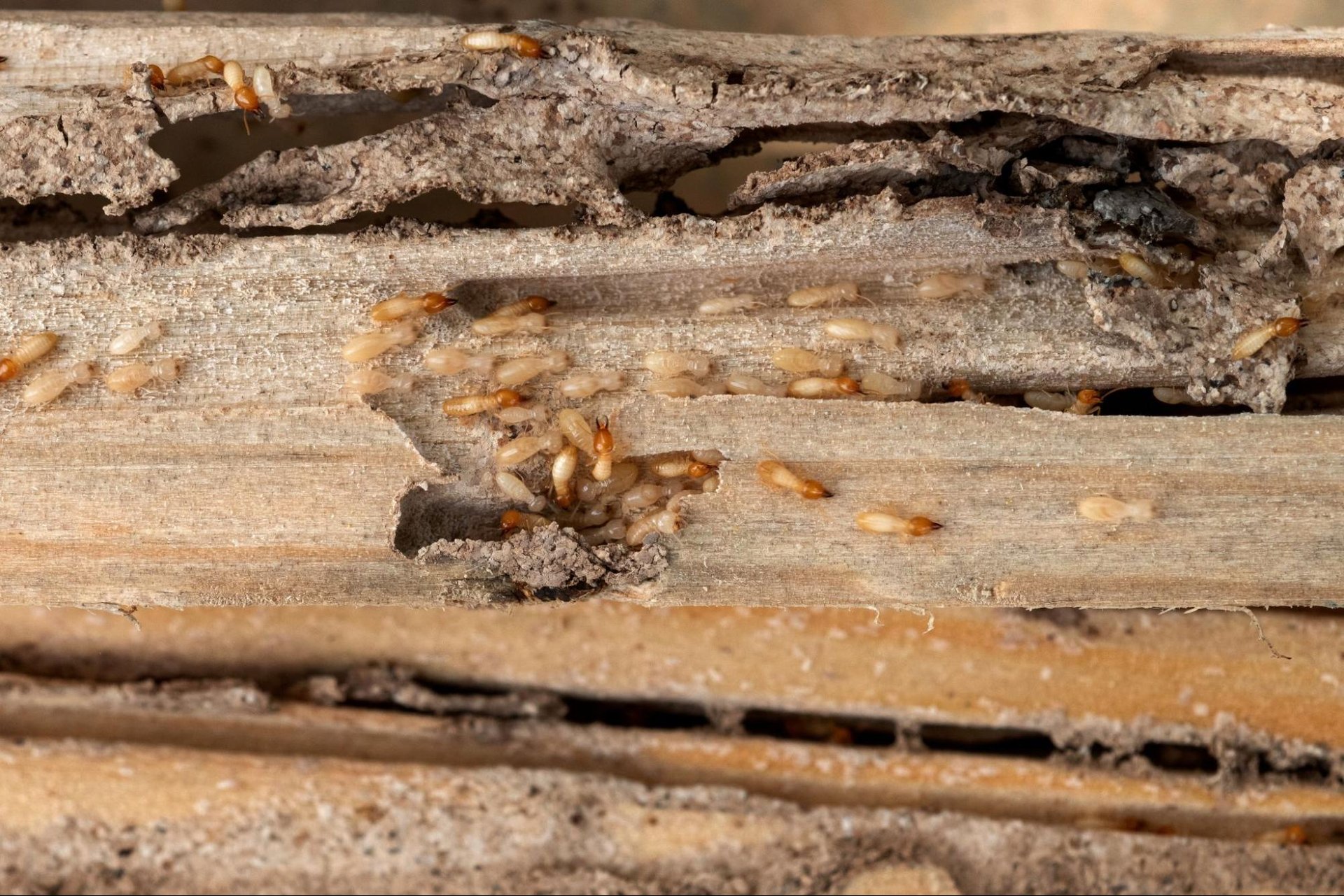 termites