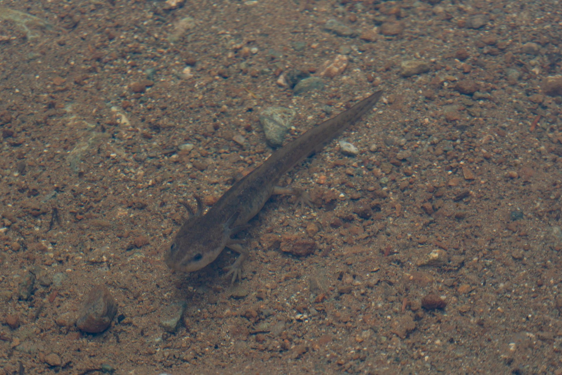 A newt in Petgill Lake