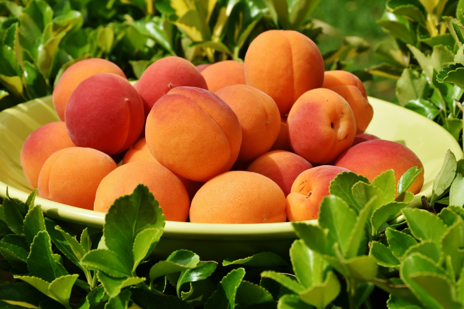 a bowl of peaches
