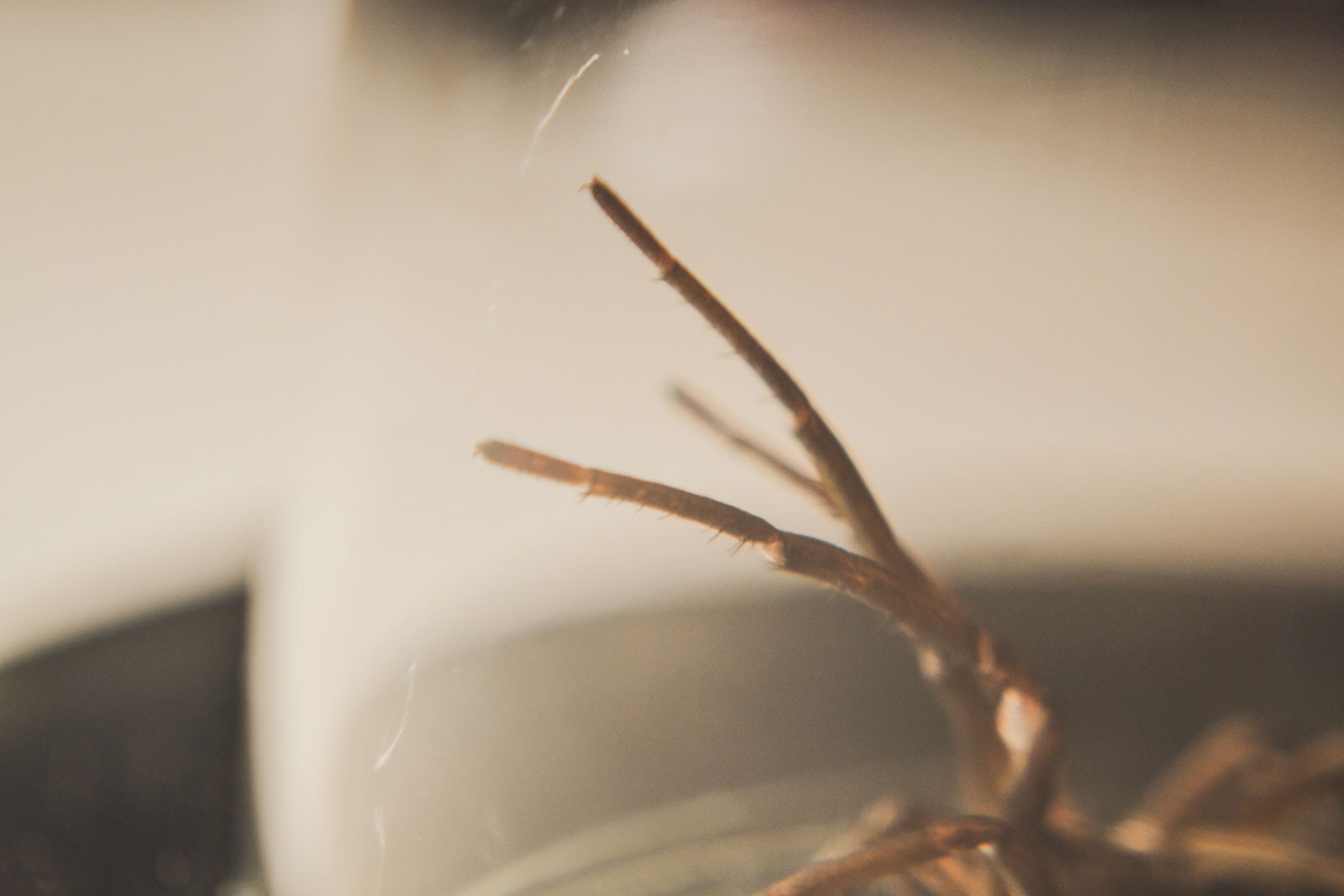 fotografia de patas de araña