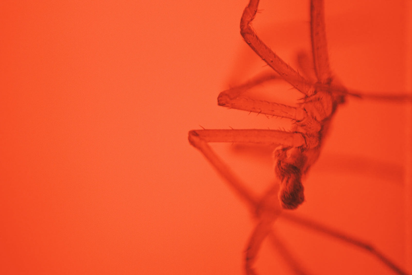 fotografia roja del cuerpo de una araña