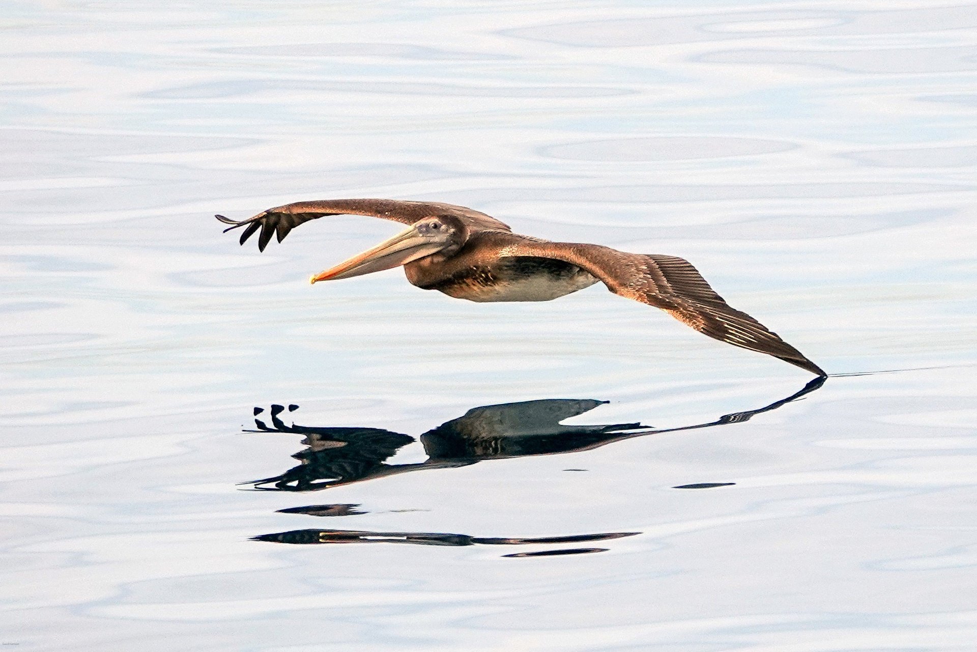 Brown pelican gliding inches above glassy water, one wingtip dipping into the surface.