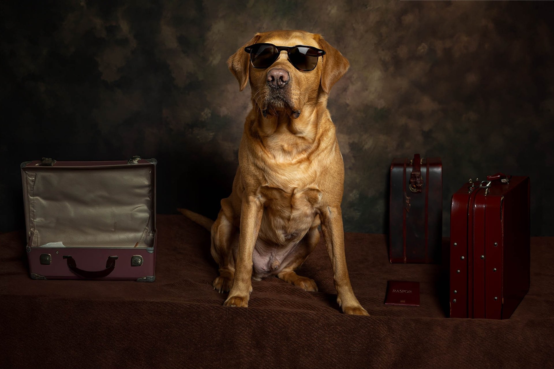 LokiPawtraits - Pet Photography Labrador in Sunglasses