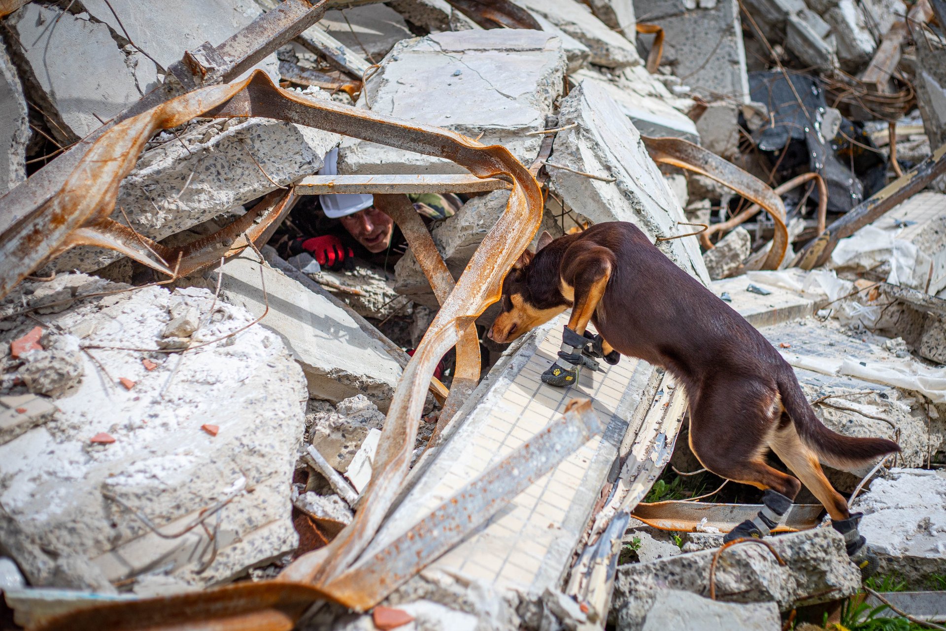 Un chien de sauvetage qui indique la présence d'une victime ensevellie dans les décombres