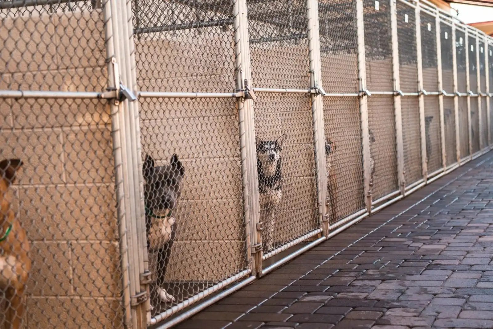 Dogs in kennel in dog shelter