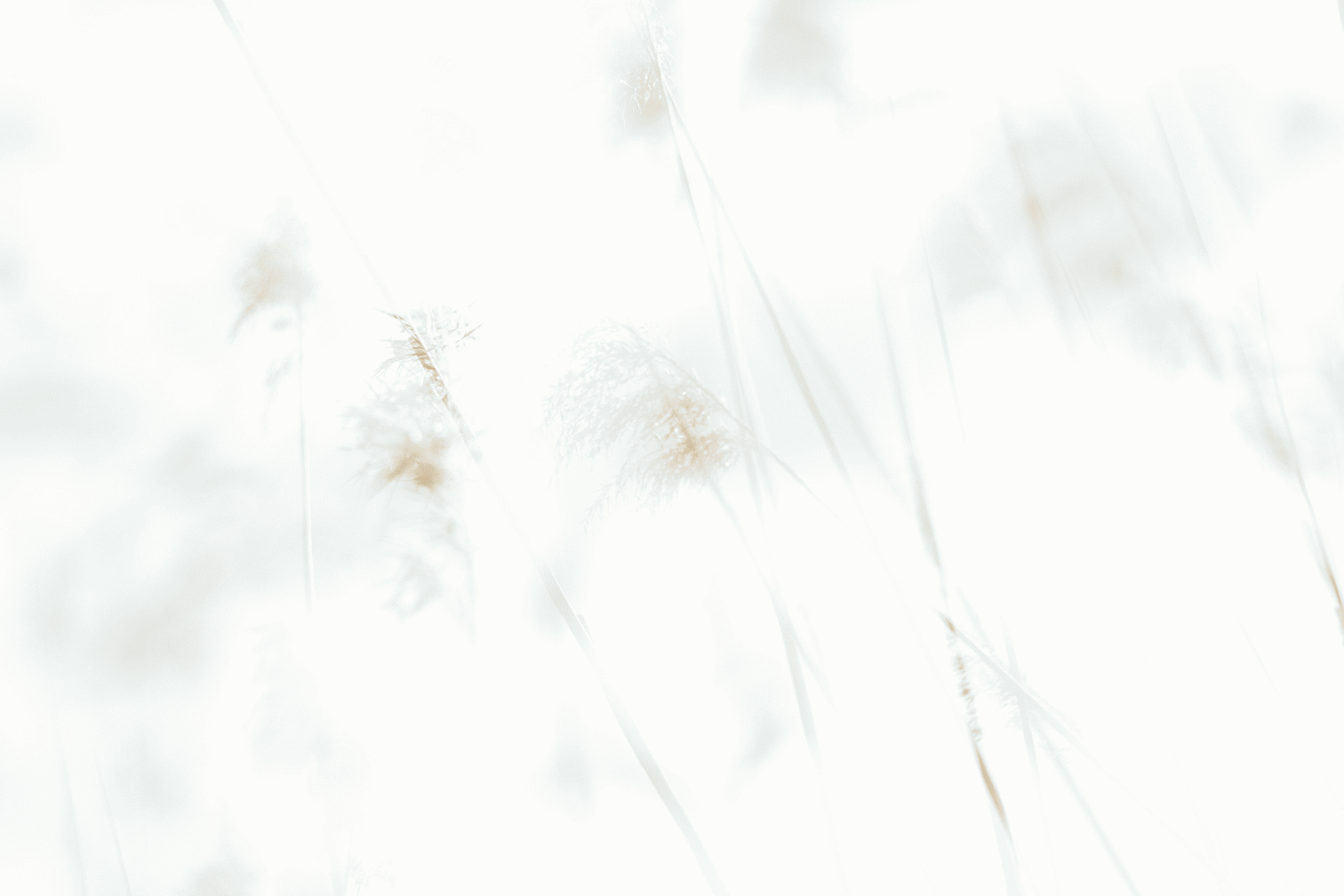 High-key, ethereal photograph of delicate, feathery grass reeds in a bright white landscape.