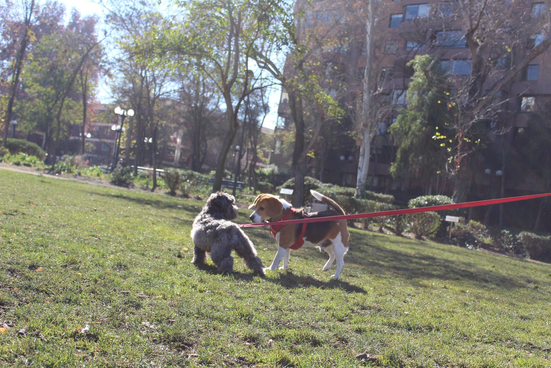 paseo de perros providencia