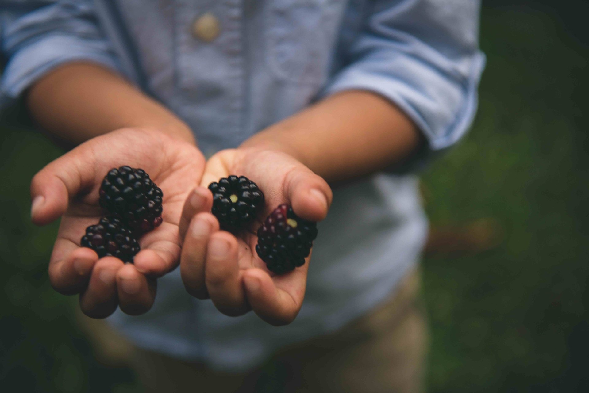 A young child holding blackberries in their hands picked from the family garden. 