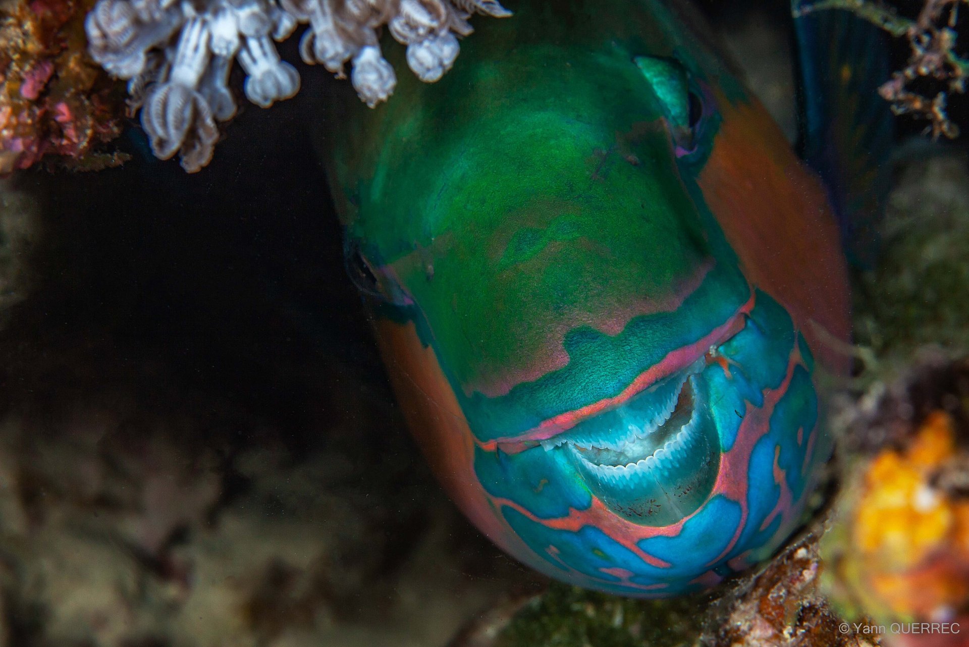 Poisson perroquet - Koh lanta - THAILANDE