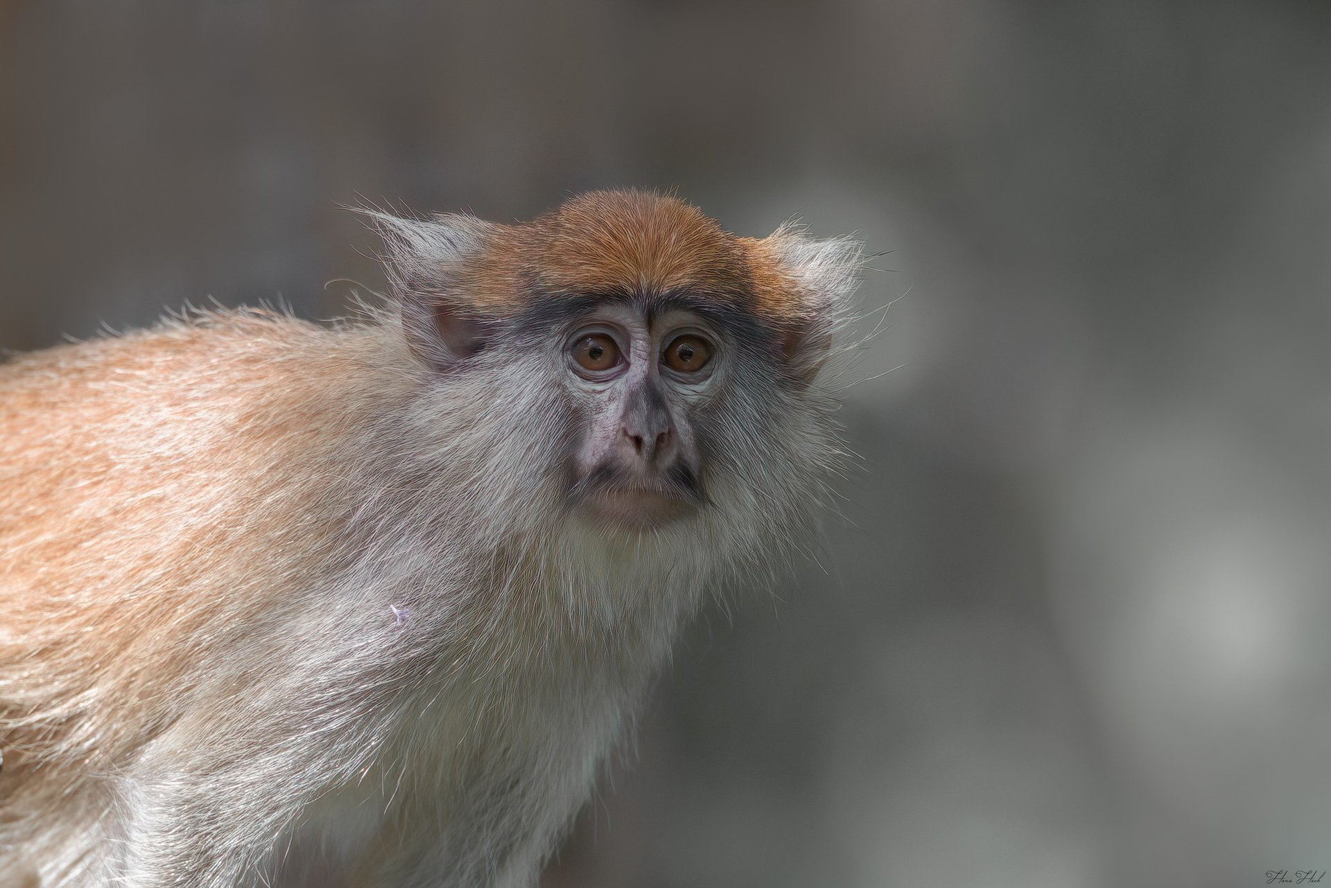 Patas Monkey | Birding Adventures Gambia