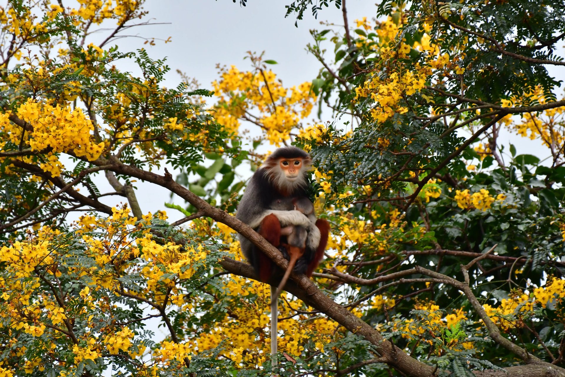 Red-shanked Douc Langur sitting in a tree with her baby on Son Tra Mountain, Da Nang.