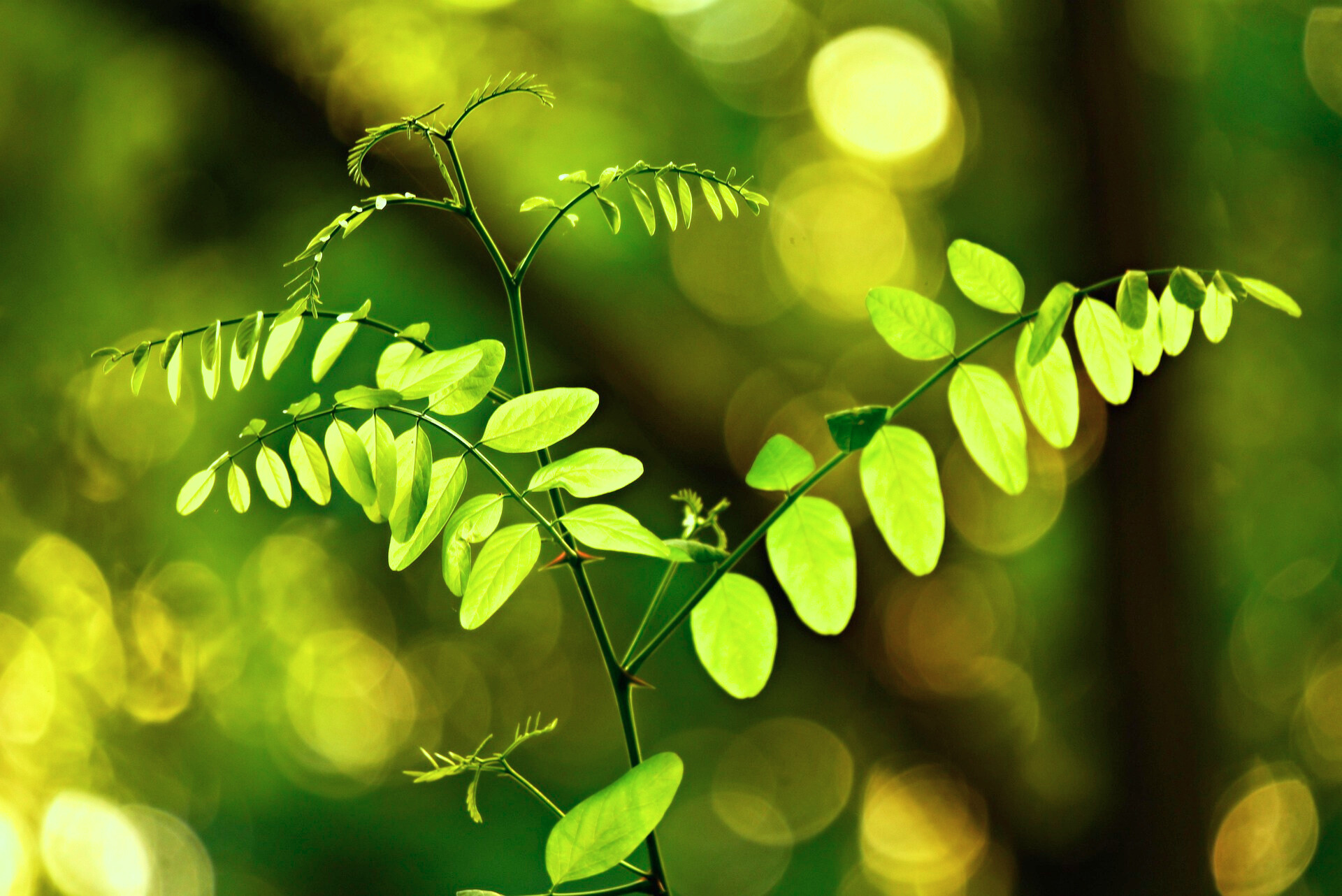 Jeunes pousses de plante