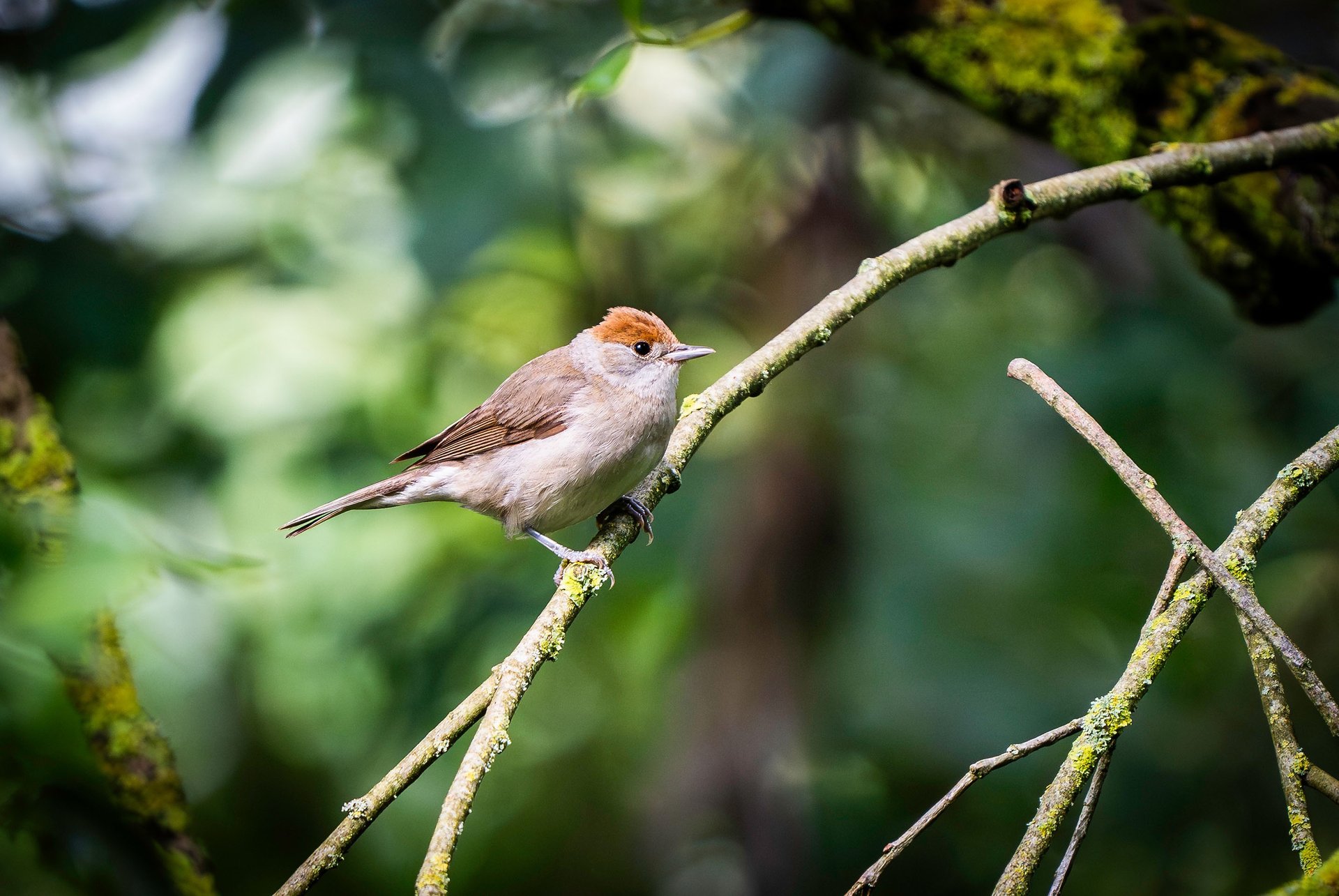 Mönchsgrasmücke auf einem Zweig. Foto: Philipp Geisler