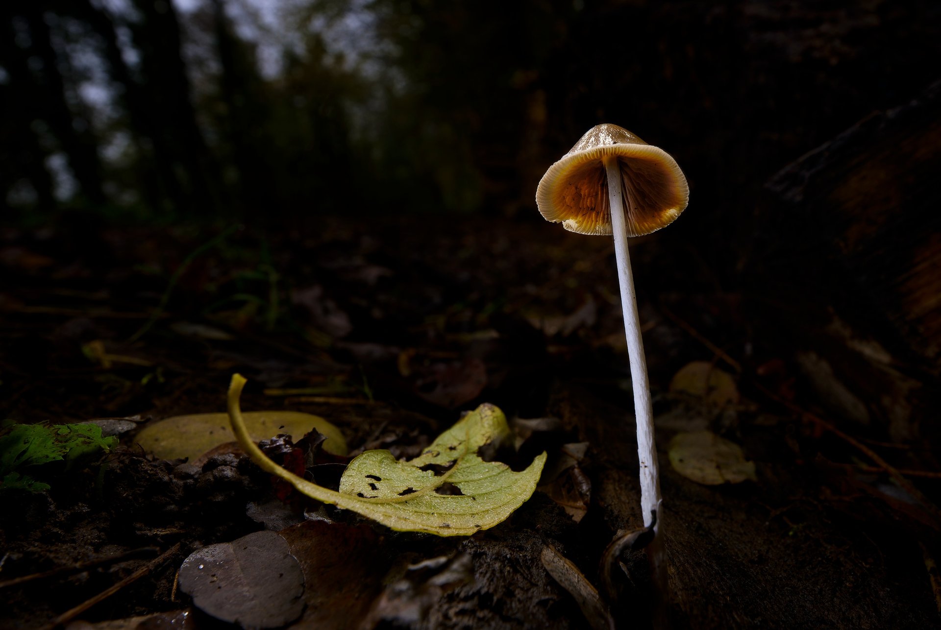 Un champignon sauvage pousse sur le sol sombre d'une forêt, près d'une feuille d'automne