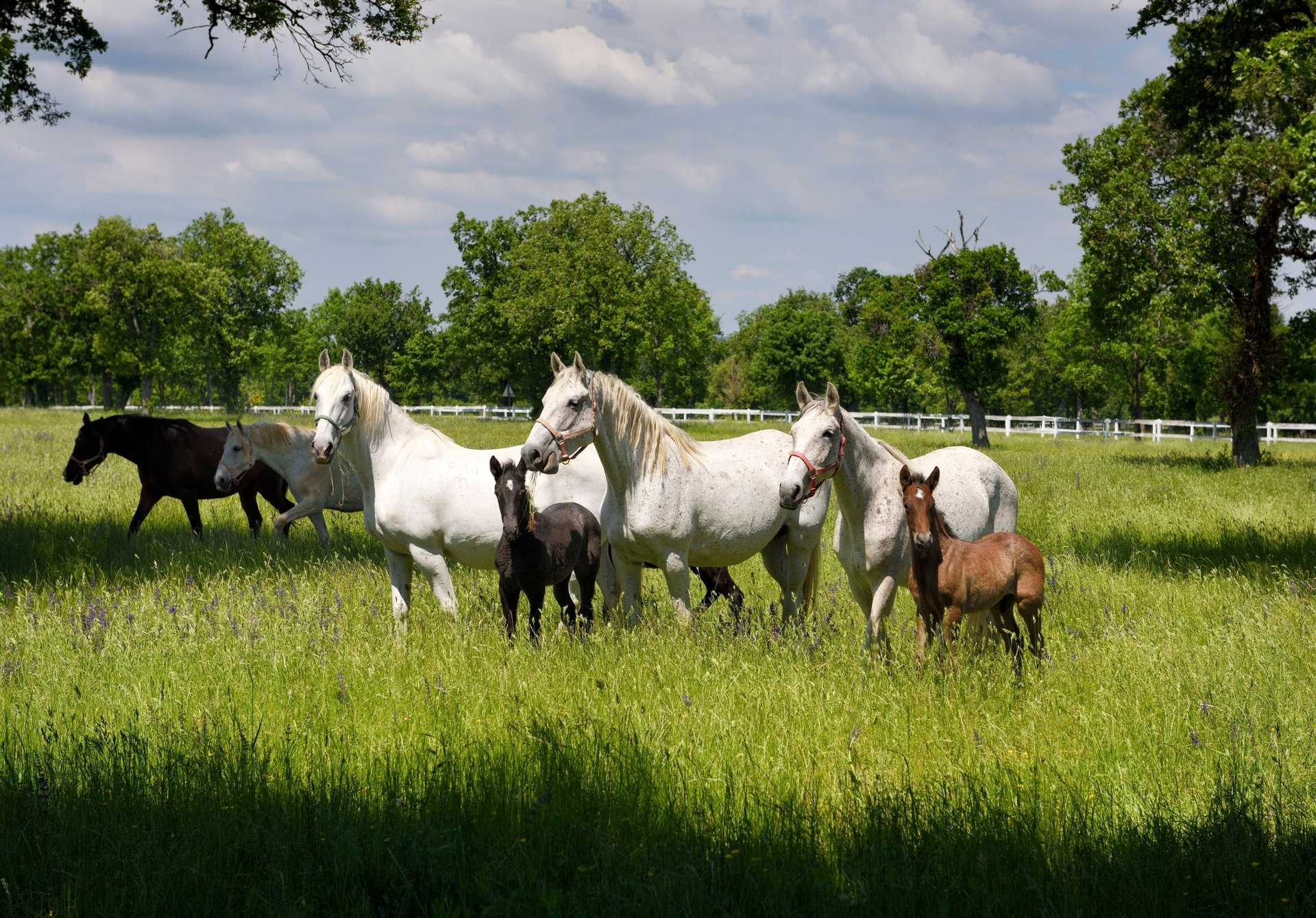 Mares and foals in field need horse supplements too