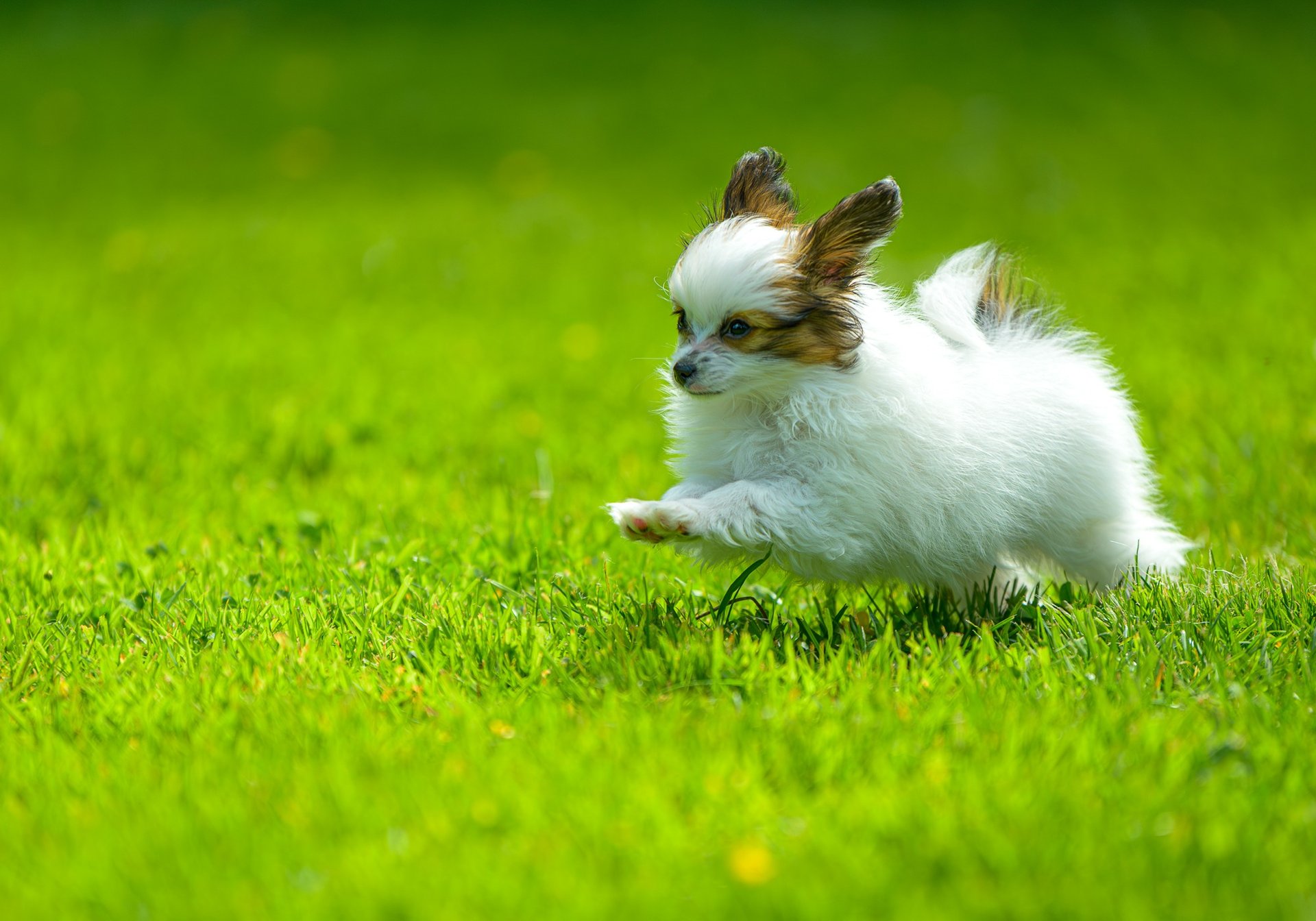 chiot qui courre sur la pelouse