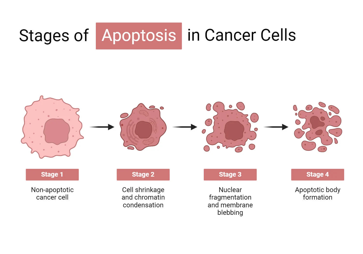 apoptosis