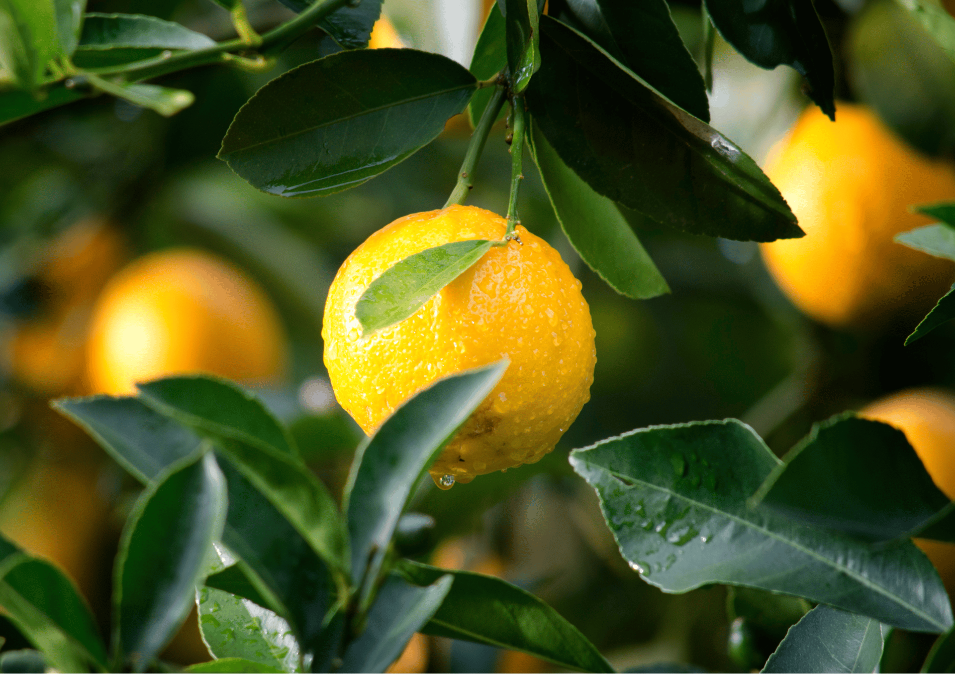 Natural Fruit Solids