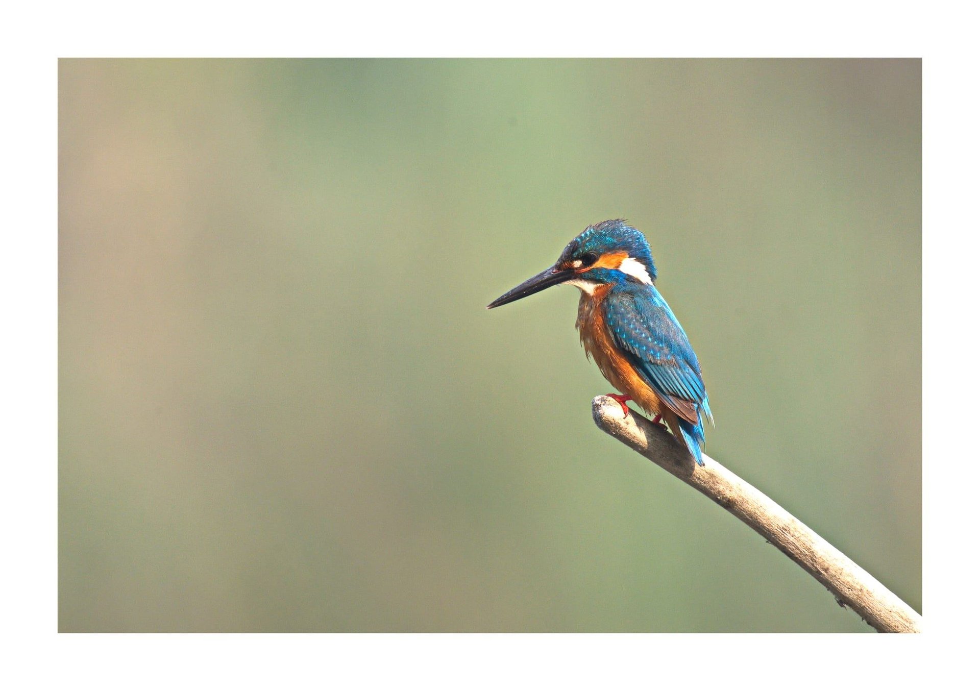 common kingfisher in Bardiya