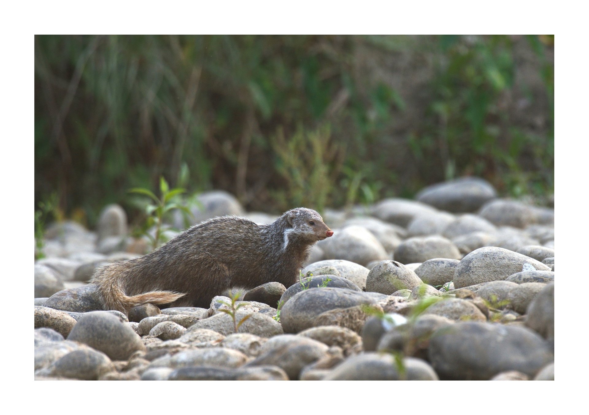 mongoose in Bardia National Park