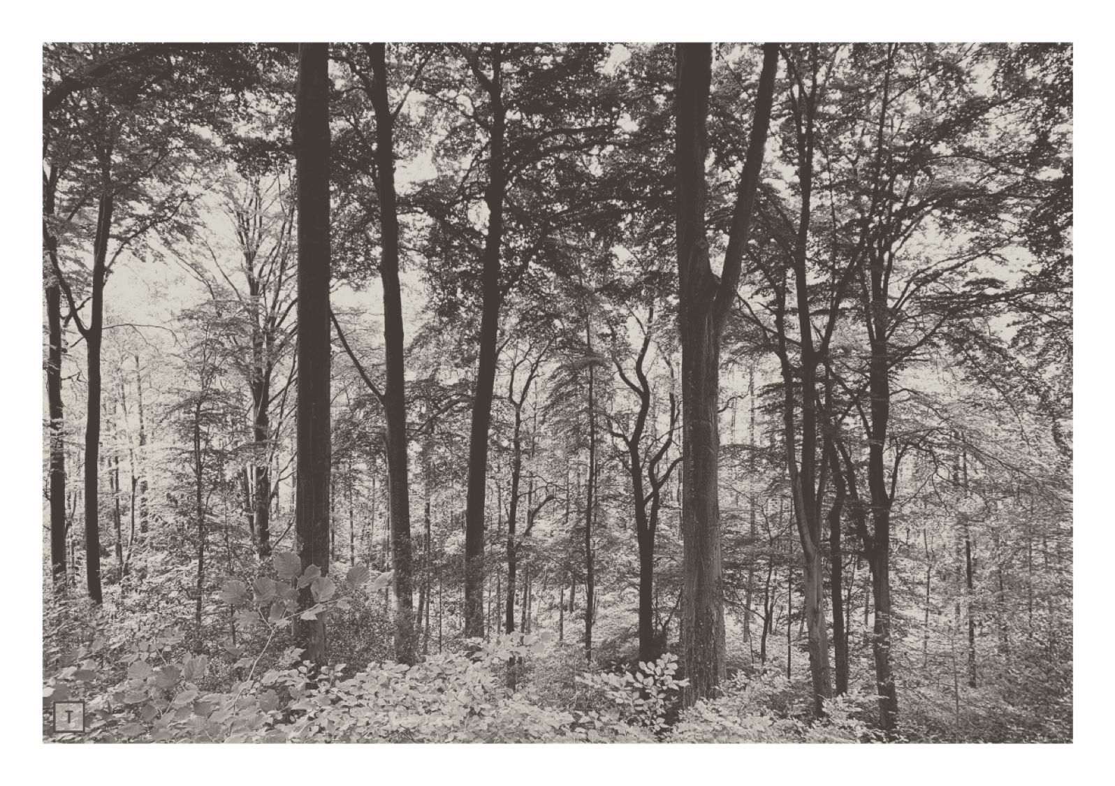 Ikonografischer Wald bei Tag in warmer Farbgebung für Trauerkarten