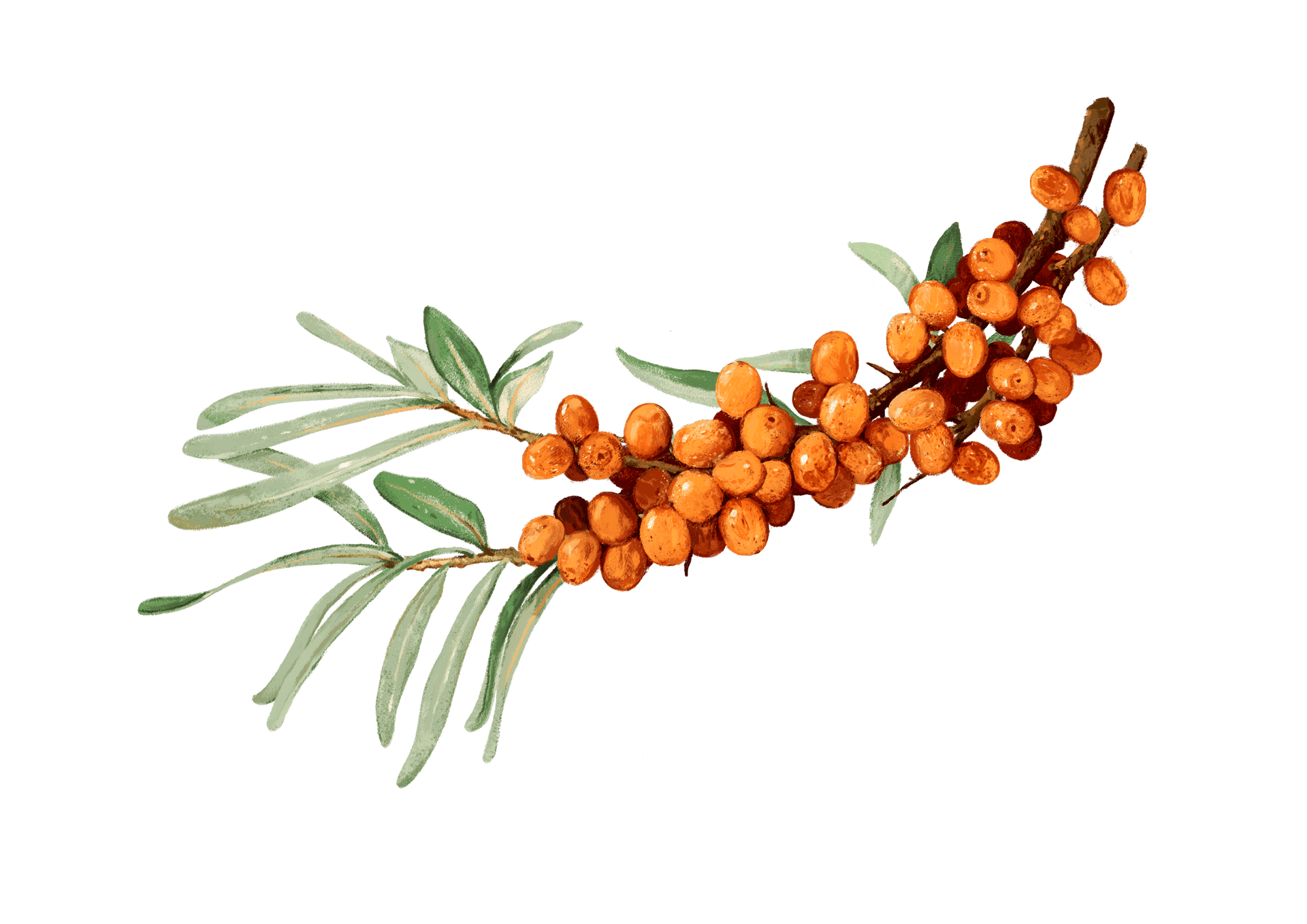 Sanddorn Argousier Sanddornbeeren