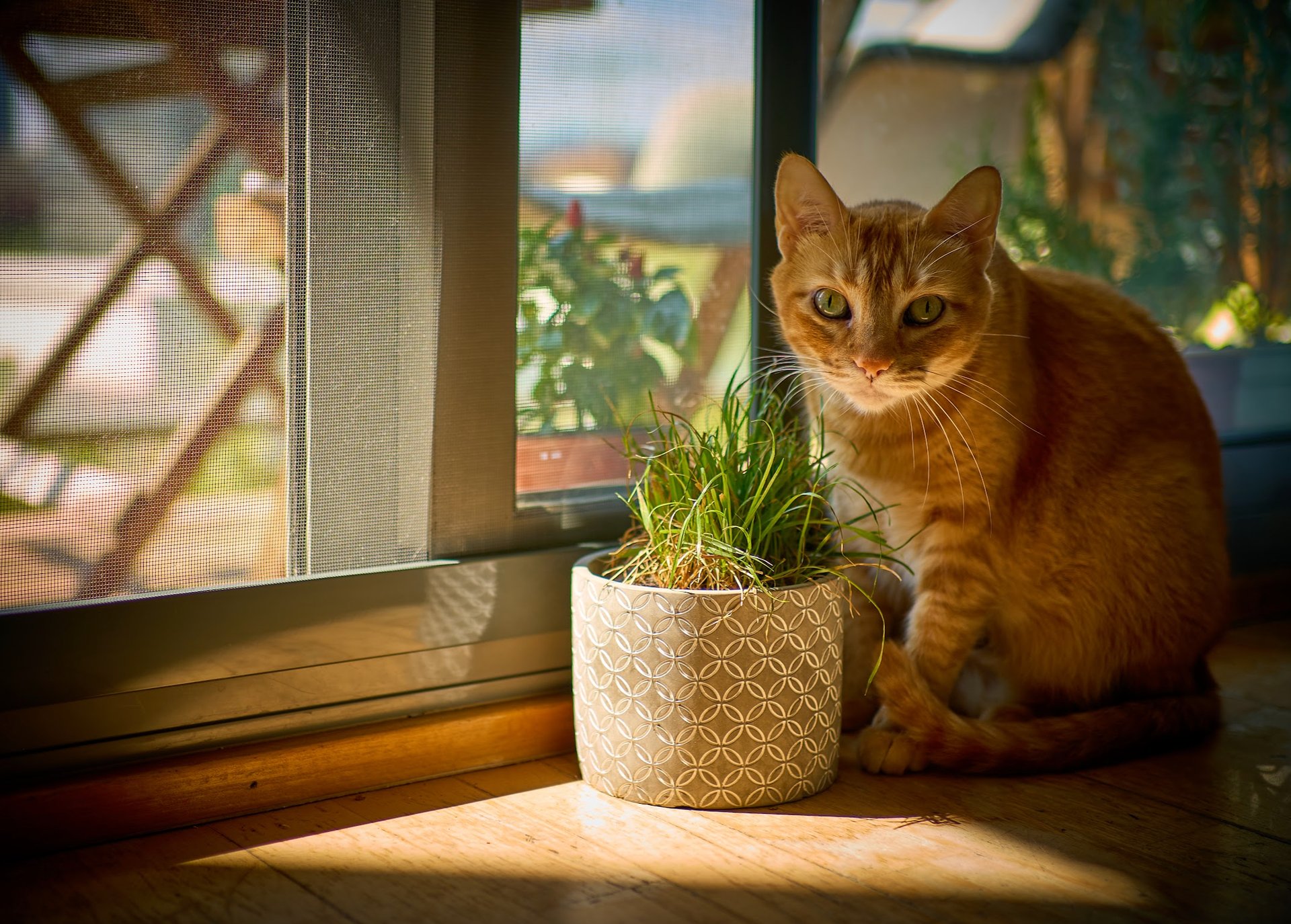 Michina & her plant Barcelona cat orange
