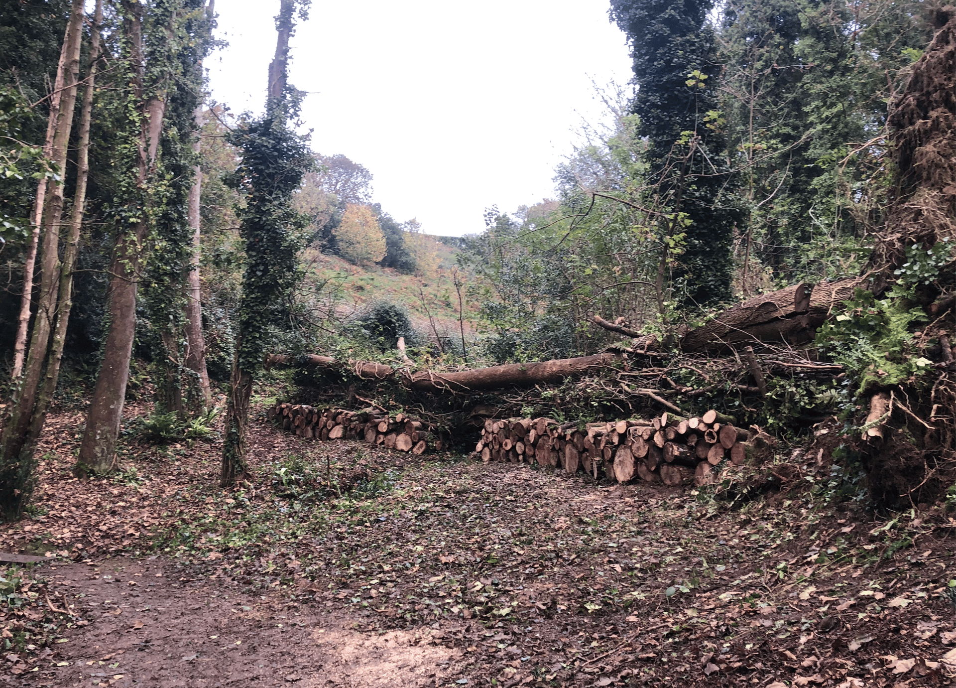 Land Culture_conservation forestry