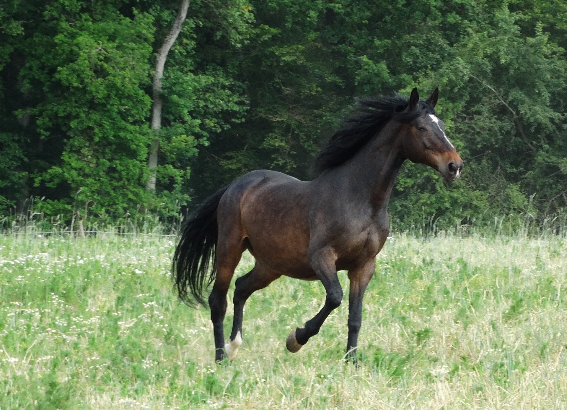 Beau cheval marron d'équithérapie au galop dans la nature