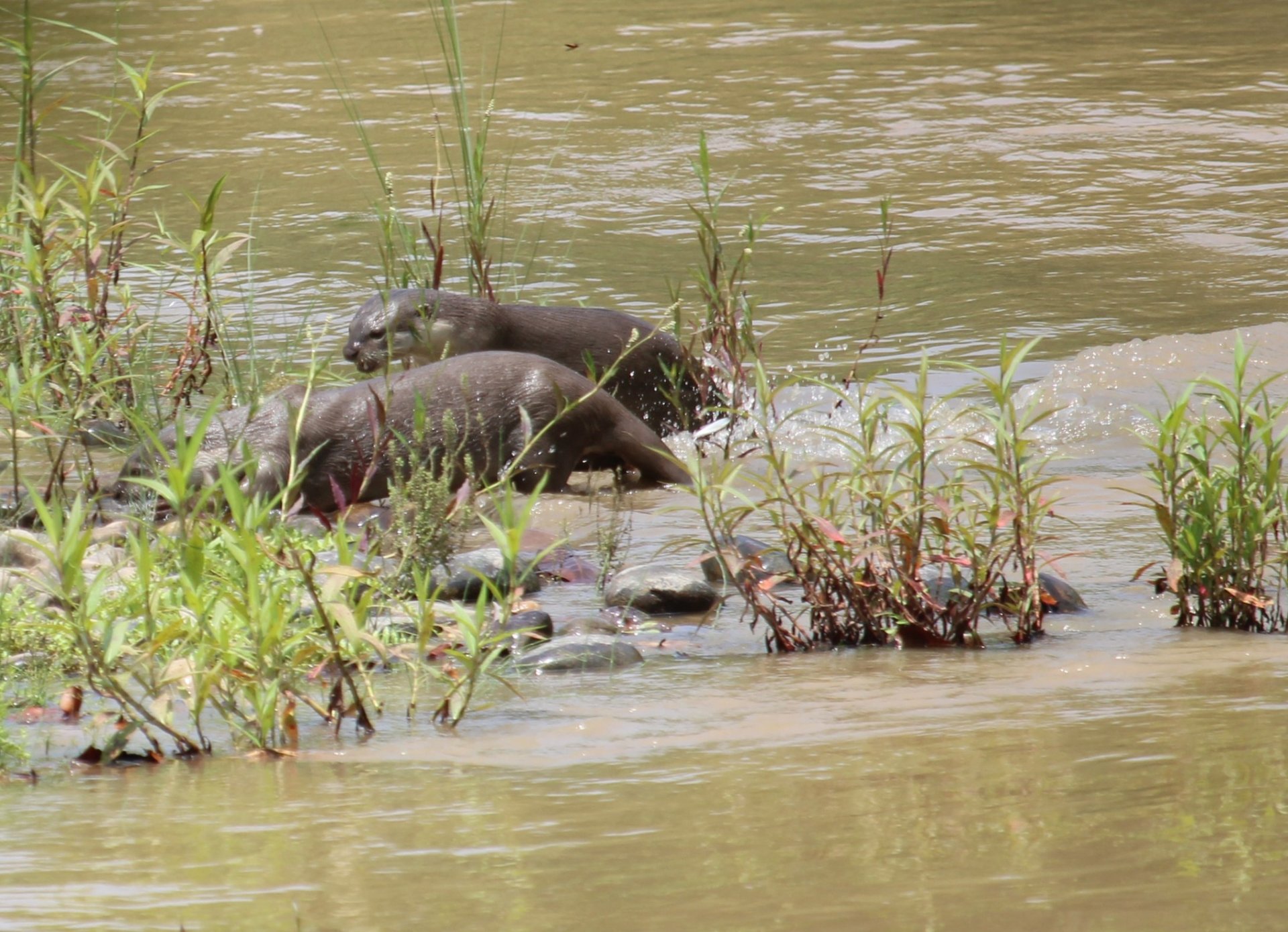loutres cherchant leur repas dans le Parc National de Bardiya