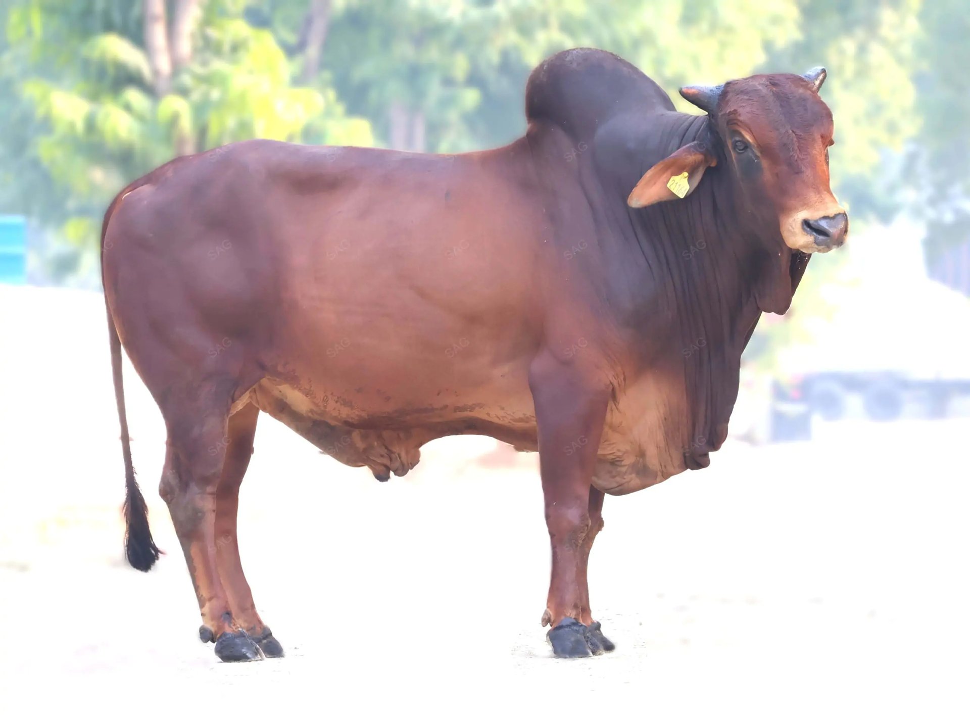 a red sahiwal bull in the middle of a farm